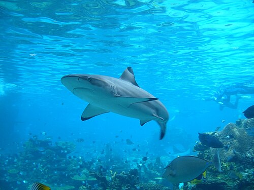 手前の岩礁の棚と平行に泳ぐサメと、近くにはたくさんの小魚がいる
