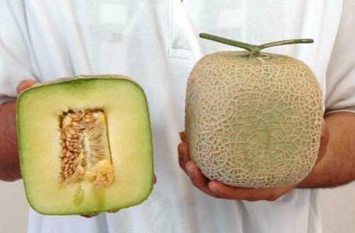 愛知県渚美郡で栽培されている「カクメロ」として知られる四角いメロン。