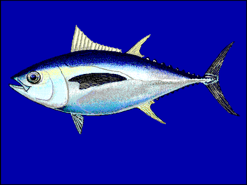 メバチマグロは夜間は表層域を、日中は中層域を回遊する。