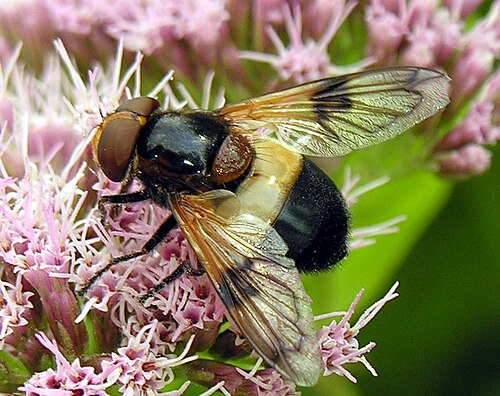 Volucella pellucens メス