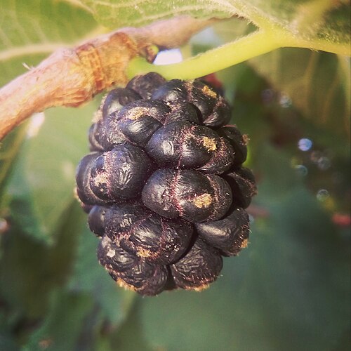 アルジェリア産 Morus nigra