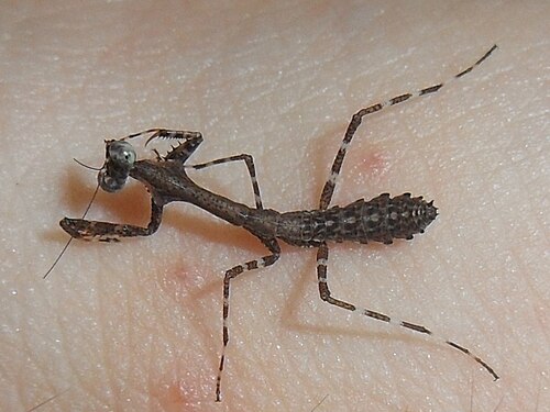 手のひらに止まった Deroplatys lobata の 1 齢幼虫
