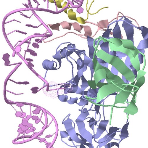 Pyrococcus furiosus由来のH/ACAボックスRNPの結晶構造