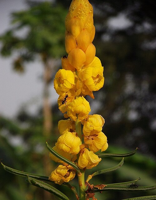 ケリ地区のカスタ（ミタウリ）で見つかったピータンバー（S. alata）の花