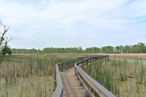 湿地帯を通る木道
