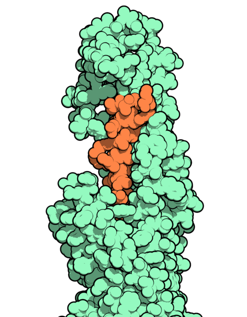 オレンジ色の分子がより大きな緑色の分子に結合した空間充填モデル