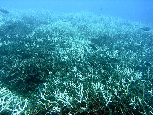 数匹の灰色の魚が、白い棘のある灰色のサンゴの上を泳いでいる。