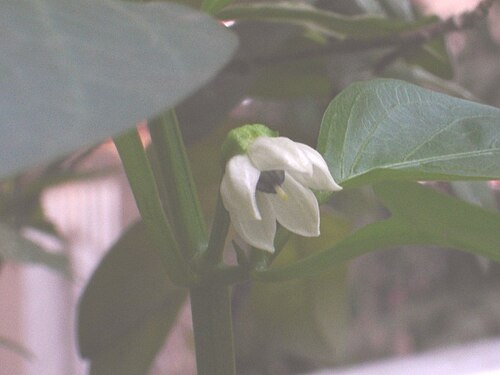 C. annuumの花