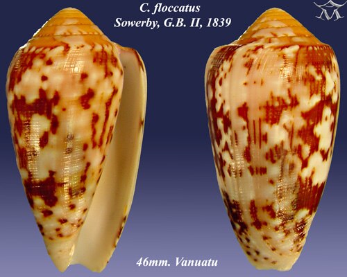 Conus floccatus サワービー、GB I、1841