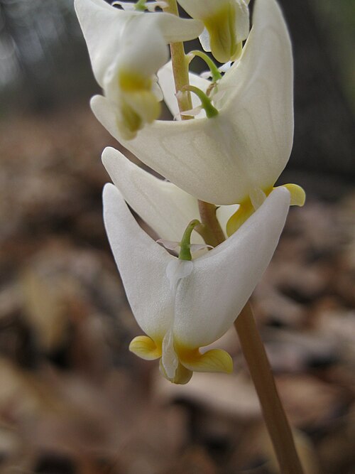 完全に開いた花