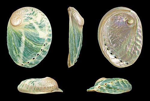Haliotis laevigata（南オーストラリア）。