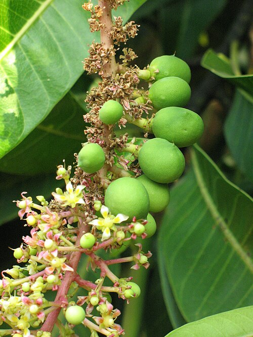「アルフォンソ」の木の花と未熟な果実