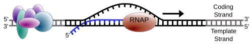 RNA ポリメラーゼが DNA に沿って移動し、新しく合成された RNA 鎖を残します。