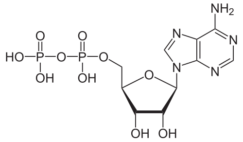 アデノシン二リン酸（ADP）