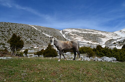 ティンフェ山の雪景色の中の馬
