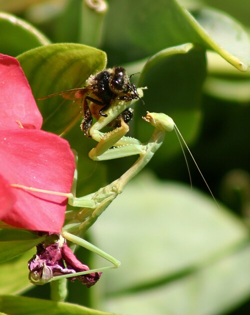 蜂を食べるアヤメ