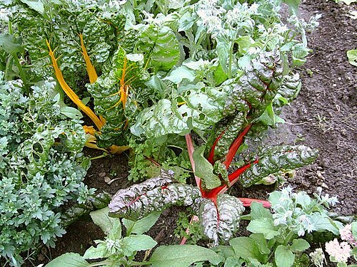 スイスチャード。黄色のベタキサンチンを発現する植物と赤色のベタシアニンを発現する植物が見られる。