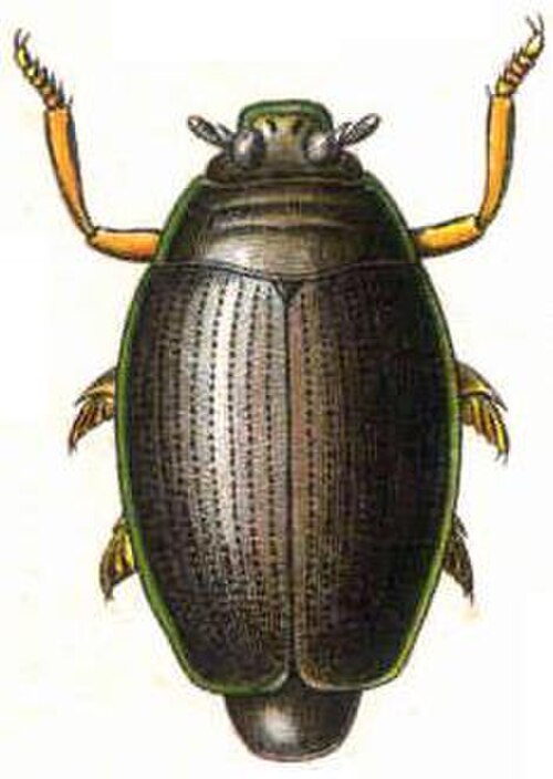 ミヤマクワガタ（Gyrinus natator）