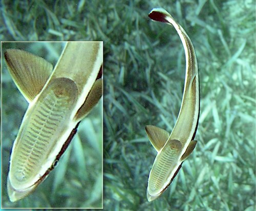 共生魚：コバンザメは吸盤状の器官で宿主にしっかりと付着する（詳細図は挿入図）。