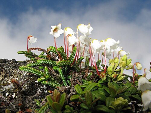 山形県鳥海山に生えるヒカゲノカズラ（Cassiope lycopodioides）
