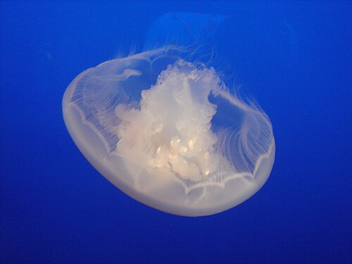 モントレー湾水族館の Aurelia sp.