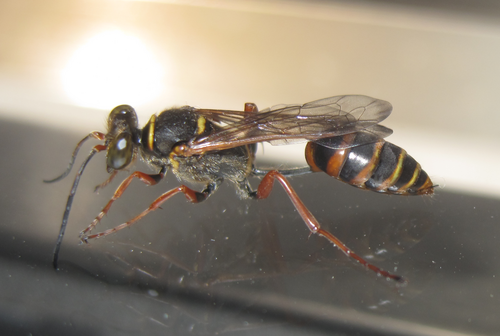 ギリシャ産のS. (Hensenia) curvatum。