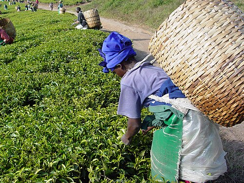 タンザニアで茶葉を摘む労働者。