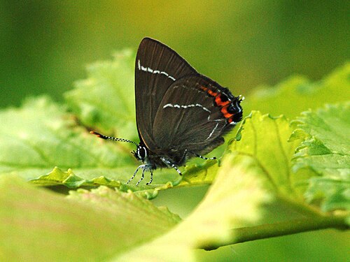 スウェーデン、ルテス産のシロチョウ Satyrium w-album: 幼虫はニレのみを食べます。