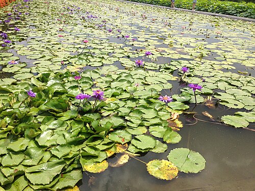 白河の蓮池