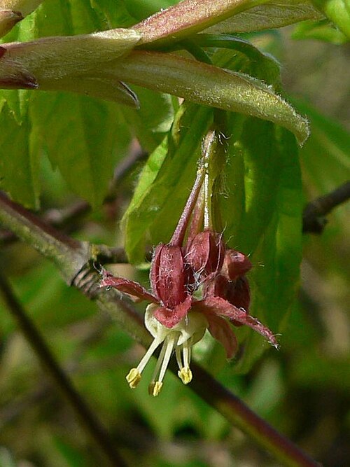 赤みがかった萼と5つの短い花びらを持つ花