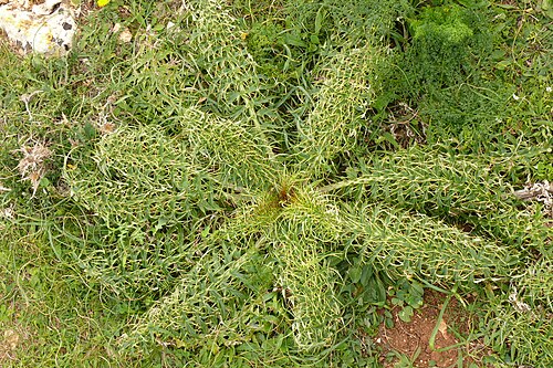 とげのある野生植物の若い葉