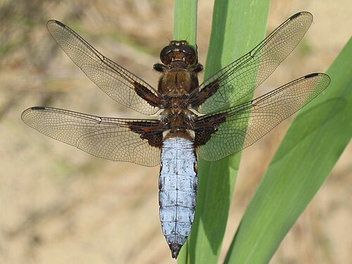Libellula depressa の休息