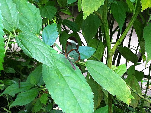 アムステルダム植物園の温室で見られる、珍しい透明な蝶。