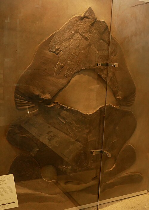 Titanichthys clarkii の頭盾の化石