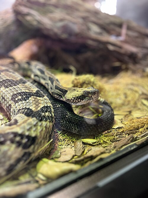 サンディエゴ動物園のティンバーガラガラヘビ。背側の鱗が強く竜骨状になっている。