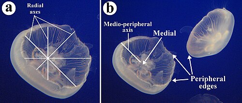クラゲの一種であるミズクラゲ（Aurelia aurita）は、複数の放射軸と中心周辺軸を示している。