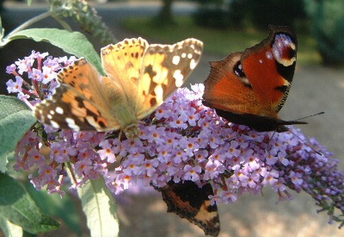 Buddleja davidii の花と、ナミビア、孔雀、そして（下には）小さなべっ甲蝶