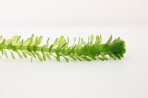 白い背景にわずかに半透明の緑の葉の茎