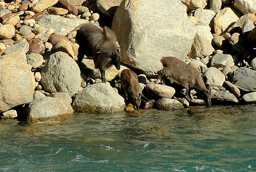 インド、ウッタルカシ近くのバギラティ川で水を飲むヒマラヤタール（雄、子供、雌）