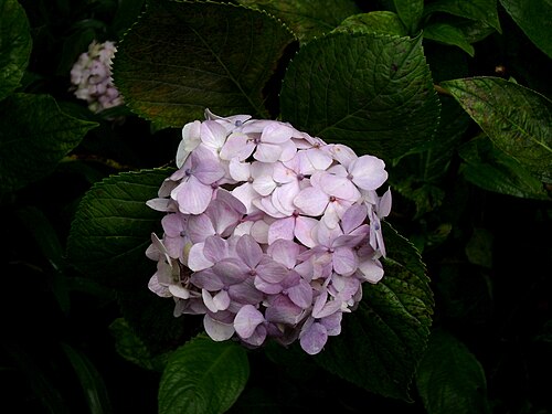 ベネズエラの「セロ エル アビラ」国立公園のアジサイの花