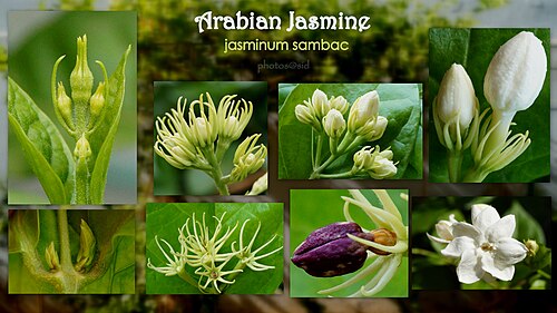 アラビアジャスミンの花のライフサイクル