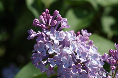 ライラック (Syringa vulgaris)、バルブ酸エステル