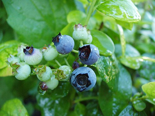 成熟しつつある「ポラリス」ブルーベリー（学名：Vaccinium corymbosum）