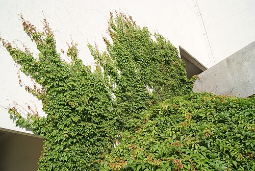 建物の壁を登る