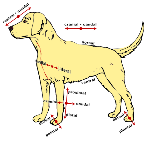 犬の解剖学的部位に関する用語