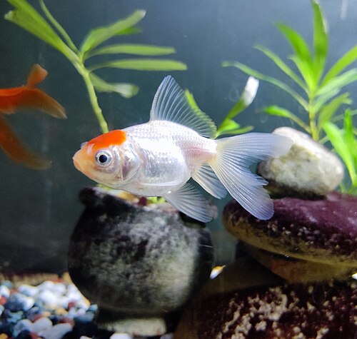 長くて派手な尾を持つ、右を向いた赤い頭の金魚
