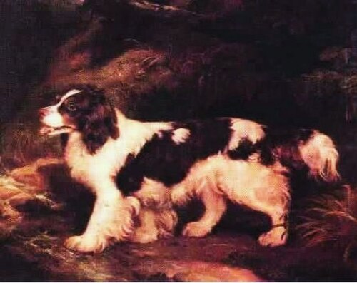 濃い茶色と白の毛並みの厚い犬の絵。尻尾と脚には厚い羽毛があり、舌を突き出しています。