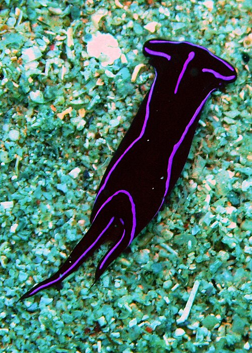 Chelidonura varians（アグラジダエ科）。