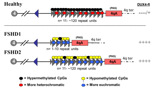 FSHD 遺伝学とエピジェネティクス.png
