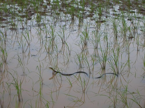 水田